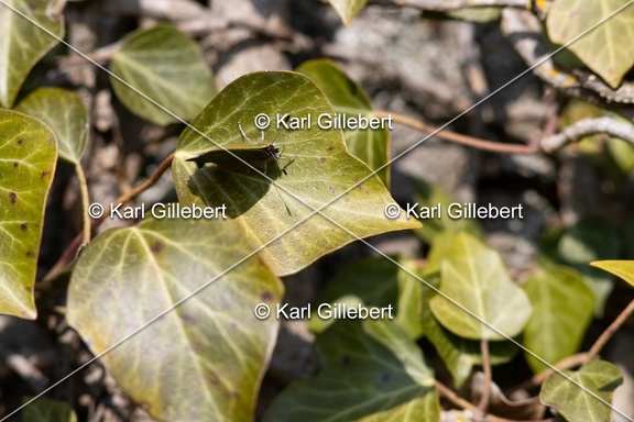 Karl-Gillebert-Argus-vert-Callophrys-rubi-8210