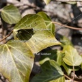 Karl-Gillebert-Argus-vert-Callophrys-rubi-8210
