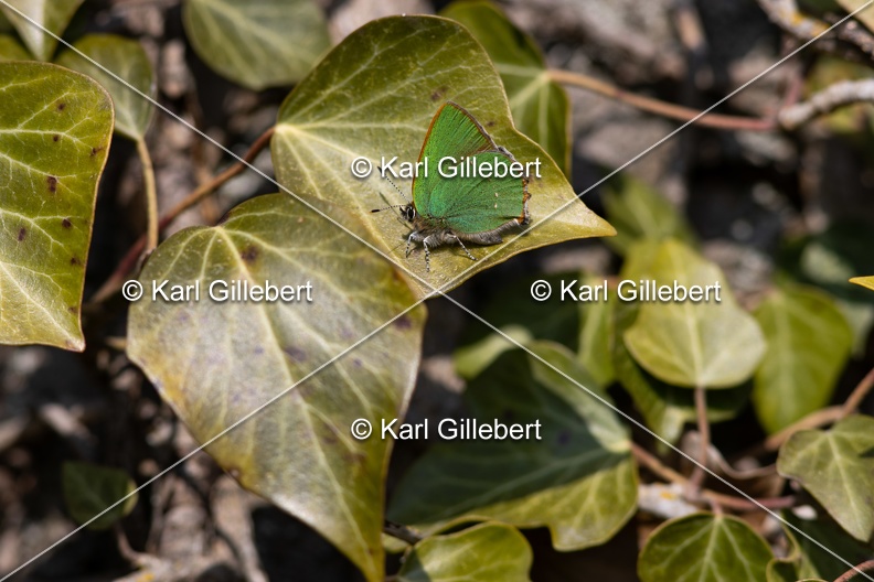 Karl-Gillebert-Argus-vert-Callophrys-rubi-8214.jpg