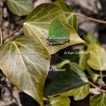 Karl-Gillebert-Argus-vert-Callophrys-rubi-8214