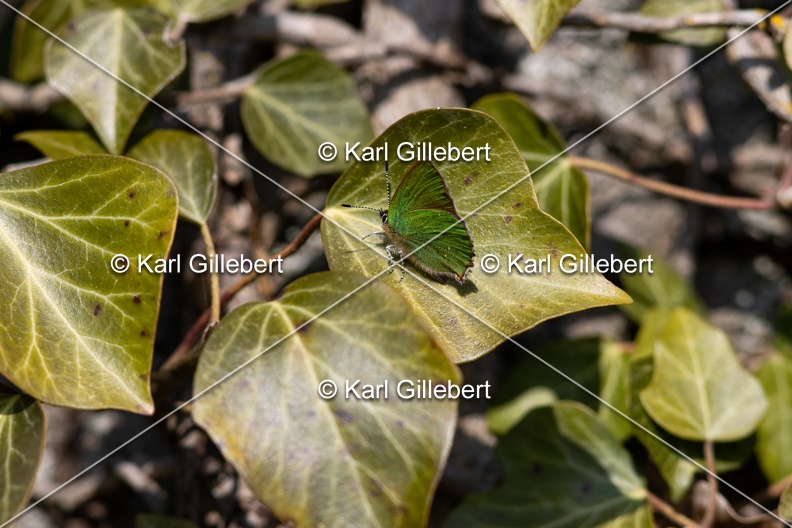 Karl-Gillebert-Argus-vert-Callophrys-rubi-8221.jpg