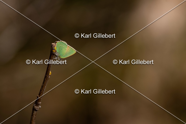 Karl-Gillebert-Argus-vert-Callophrys-rubi-8224.jpg