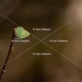 Karl-Gillebert-Argus-vert-Callophrys-rubi-8224