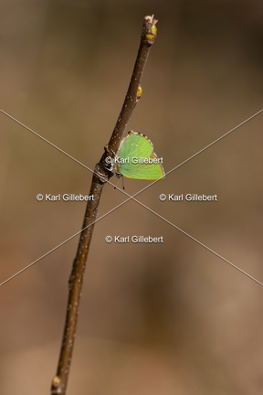 Karl-Gillebert-Argus-vert-Callophrys-rubi-8238