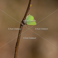 Karl-Gillebert-Argus-vert-Callophrys-rubi-8238