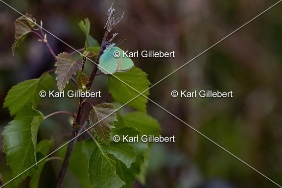 Karl-Gillebert-Argus-vert-Callophrys-rubi-8811