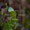 Karl-Gillebert-Argus-vert-Callophrys-rubi-8811.jpg