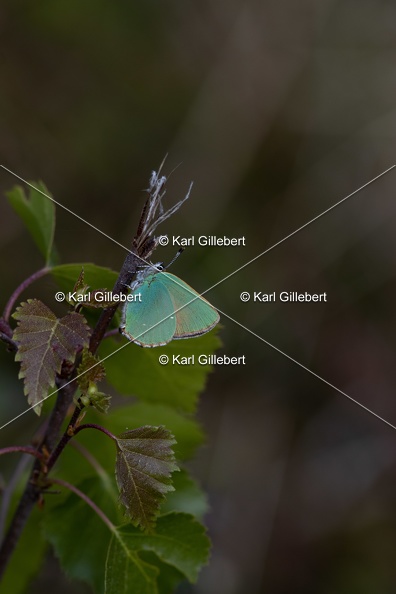 Karl-Gillebert-Argus-vert-Callophrys-rubi-8815.jpg