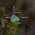 Karl-Gillebert-Argus-vert-Callophrys-rubi-8815