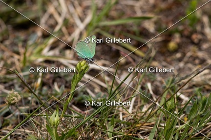 Karl-Gillebert-Argus-vert-Callophrys-rubi-1789