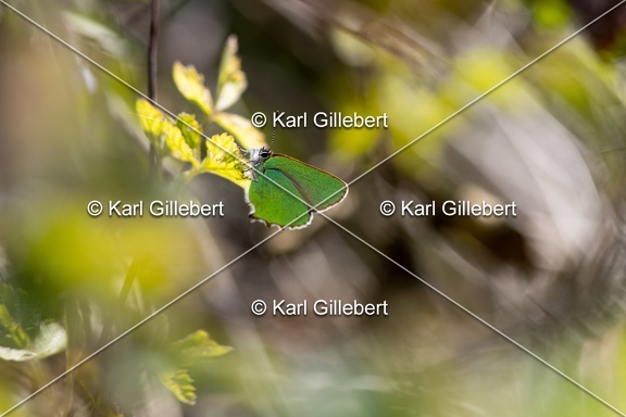 Karl-Gillebert-Argus-vert-Callophrys-rubi-2661