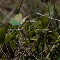 Karl-Gillebert-Argus-vert-Callophrys-rubi-3290