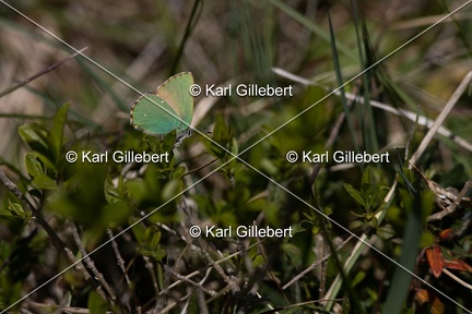 Karl-Gillebert-Argus-vert-Callophrys-rubi-3290