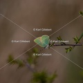 Karl-Gillebert-Argus-vert-Callophrys-rubi-3529