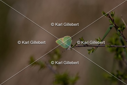 Karl-Gillebert-Argus-vert-Callophrys-rubi-3529