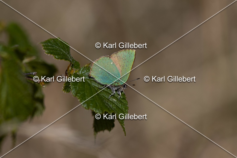 Karl-Gillebert-Argus-vert-Callophrys-rubi-4396