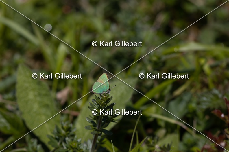 Karl-Gillebert-Argus-vert-Callophrys-rubi-4447.jpg
