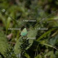 Karl-Gillebert-Argus-vert-Callophrys-rubi-4447