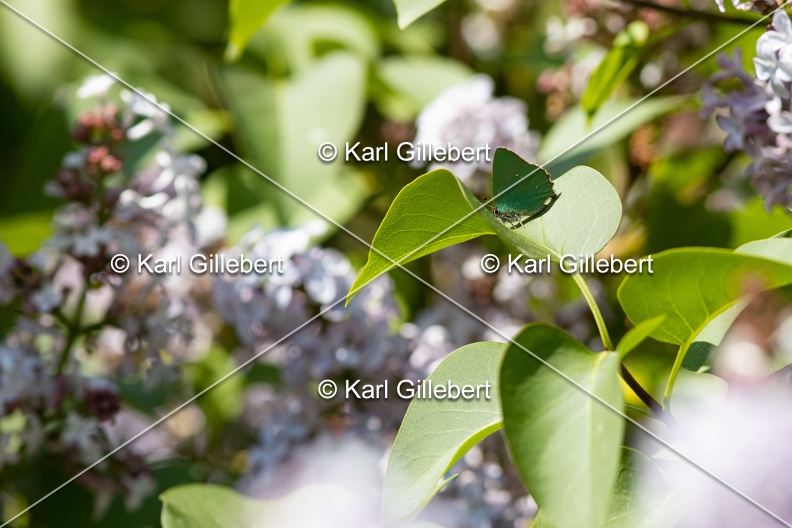 Karl-Gillebert-Argus-vert-Callophrys-rubi-5132.jpg