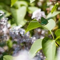 Karl-Gillebert-Argus-vert-Callophrys-rubi-5132.jpg