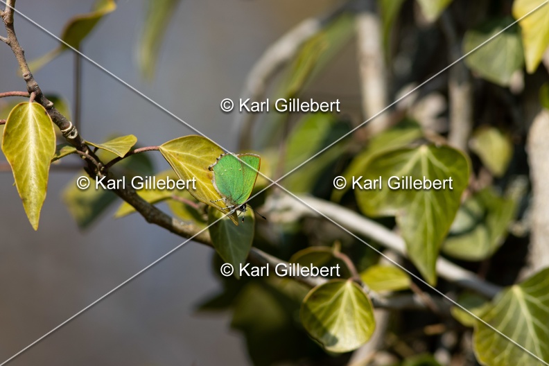 Karl-Gillebert-Argus-vert-Callophrys-rubi-8199.jpg