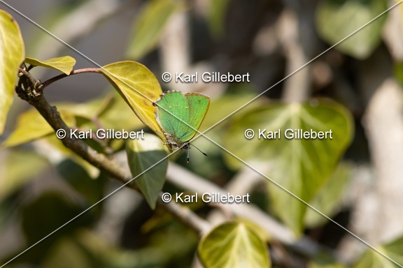 Karl-Gillebert-Argus-vert-Callophrys-rubi-8204