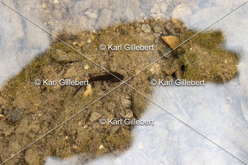 Karl-Gillebert-salamandre-tachetee-salamandra-salamandra-5883.jpg