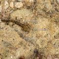 Karl-Gillebert-salamandre-tachetee-salamandra-salamandra-5885