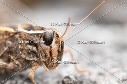 GILLEBERT karl-Caloptene-italien-Calliptamus-italicus-5686