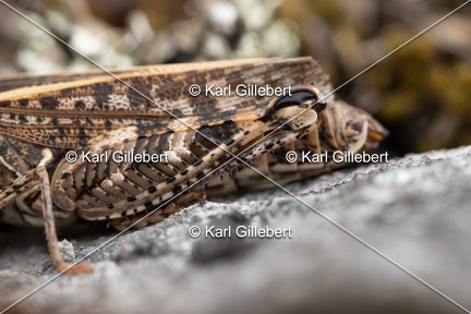 GILLEBERT karl-Caloptene-italien-Calliptamus-italicus-5743