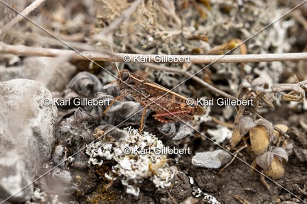 GILLEBERT karl-Caloptene-italien-Calliptamus-italicus-5808