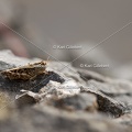 GILLEBERT karl-Caloptene-italien-Calliptamus-italicus-9712