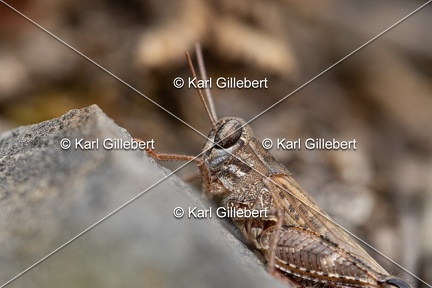 GILLEBERT karl-Caloptene-italien-Calliptamus-italicus-9748