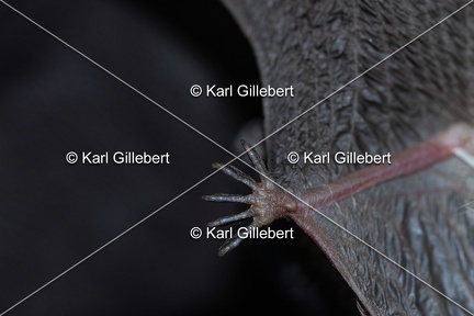 GILLEBERT karl-oreillard-gris-plecotus-austriacus-0704