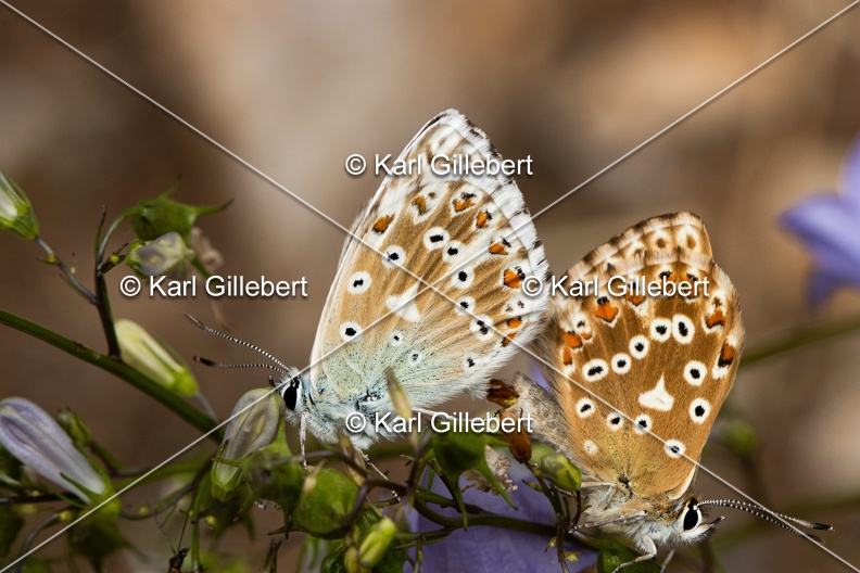 GILLEBERT_karl-Argus-bleu-nacre-Lysandra-coridon-2779.jpg