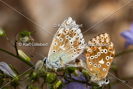 GILLEBERT karl-Argus-bleu-nacre-Lysandra-coridon-2779