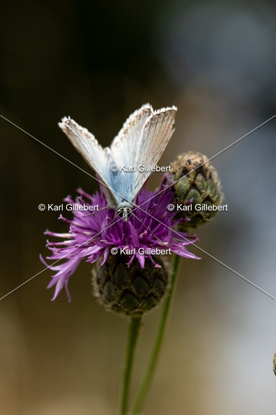 GILLEBERT_karl-Argus-bleu-nacre-Lysandra-coridon-4920.jpg