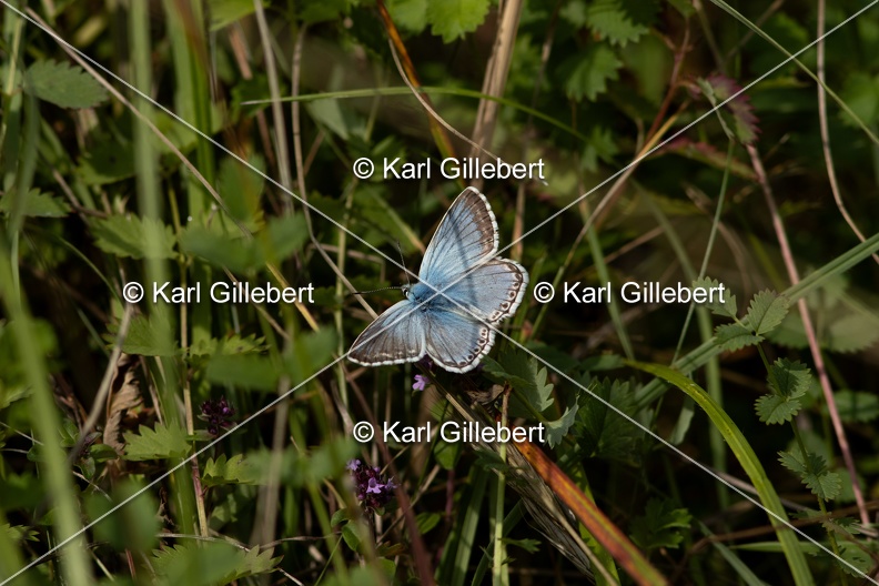GILLEBERT_karl-Argus-bleu-nacre-Lysandra-coridon-9550.jpg
