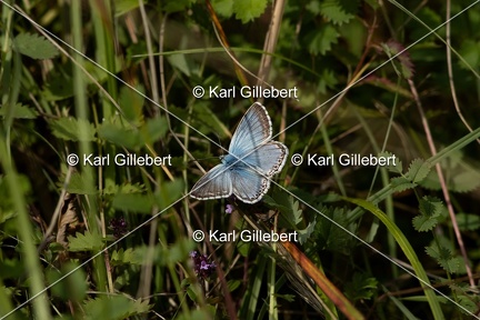 GILLEBERT karl-Argus-bleu-nacre-Lysandra-coridon-9550