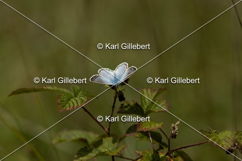 GILLEBERT karl-Argus-bleu-nacre-Lysandra-coridon-9570