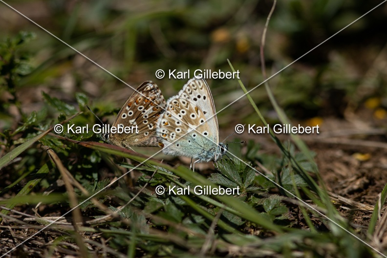 GILLEBERT_karl-Argus-bleu-nacre-Lysandra-coridon-0235.jpg