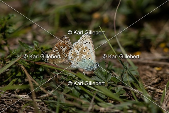 GILLEBERT karl-Argus-bleu-nacre-Lysandra-coridon-0235