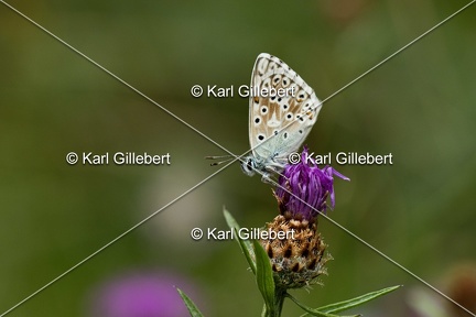 GILLEBERT karl-Argus-bleu-nacre-Lysandra-coridon-2748