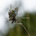 GILLEBERT karl-Argus-bleu-nacre-Lysandra-coridon-3426