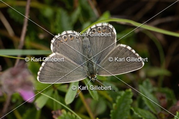 GILLEBERT karl-Argus-bleu-nacre-Lysandra-coridon-3468