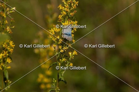 GILLEBERT karl-Argus-bleu-nacre-Lysandra-coridon-3498