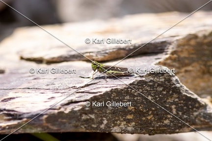 GILLEBERT karl-Criquet-tachete-Myrmeleotettix-maculatus-9318