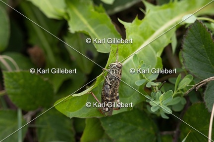 GILLEBERT karl-Caloptene-italien-Calliptamus-italicus-5628