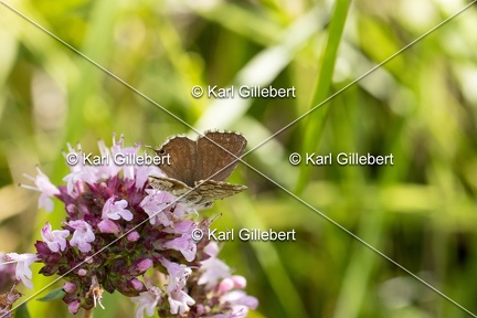 GILLEBERT karl-Brun-des-pelargoniums-Cacyreus-marshalli-7993