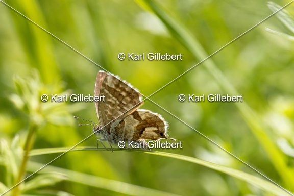 GILLEBERT karl-Brun-des-pelargoniums-Cacyreus-marshalli-8039